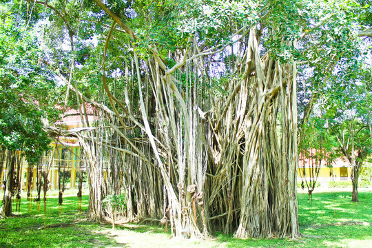 泰國寺廟榕樹