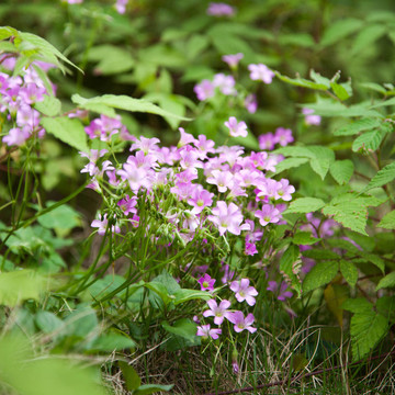 粉紅酢漿草（Oxalis corymbosa）模糊的風(fēng)