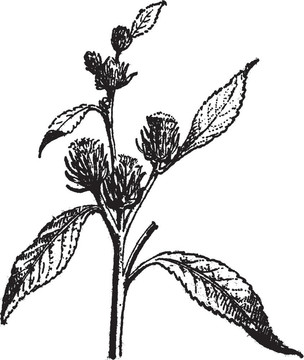 風(fēng)滾草或者卡莉sp.；復(fù)古雕刻