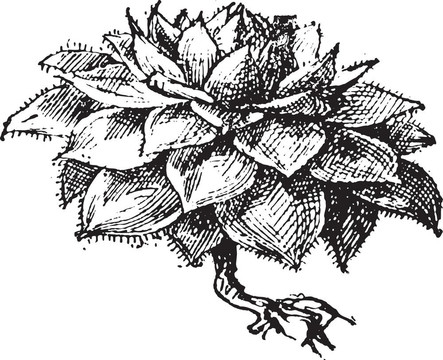長生草或長生sp.；復古雕刻
