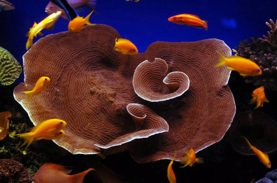 野生動(dòng)物照片-海洋生物