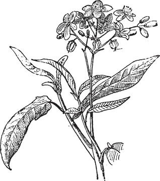物理螺母或麻瘋樹屬；復(fù)古雕刻