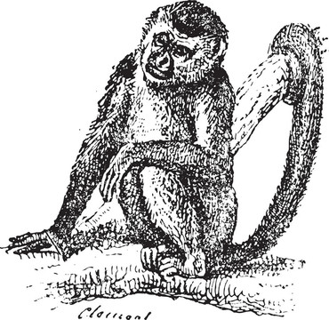 松鼠猴子或松鼠；復(fù)古雕刻