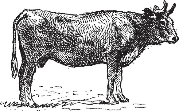 parthenais；法国牛品种；复古雕刻。