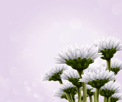 一束白花