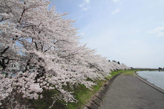 角館櫻花