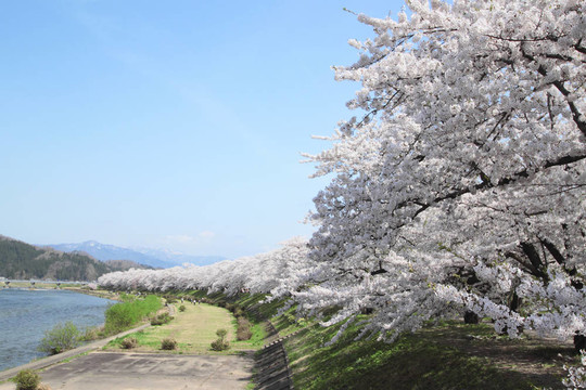 角館櫻花