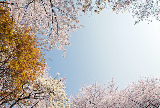 櫻花