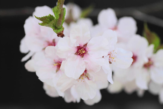 角館櫻花