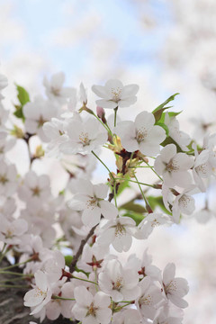 角館櫻花
