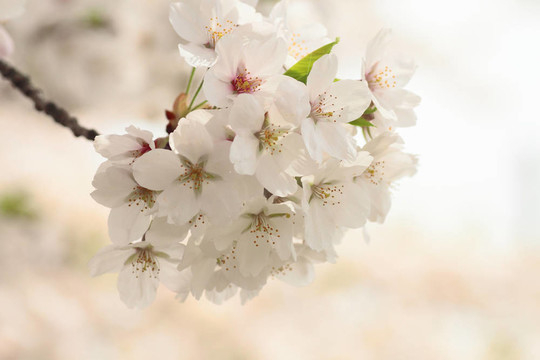 角館櫻花