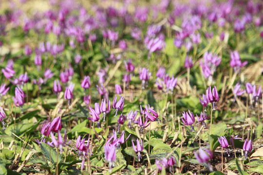 katakuri（Erythronium japonicum）