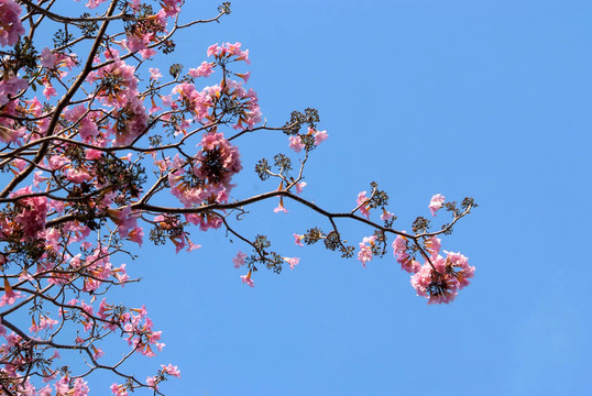 Pink Tabebuia開(kāi)花