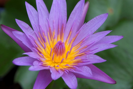 紫蓮花