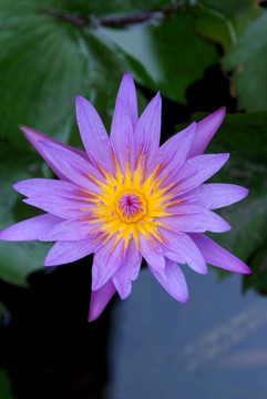 紫蓮花