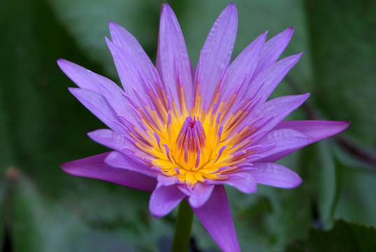 紫蓮花