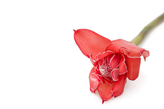 熱帶花卉火炬姜（Etlingera elatior）