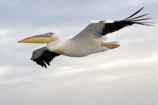 Great White Pelican飛。