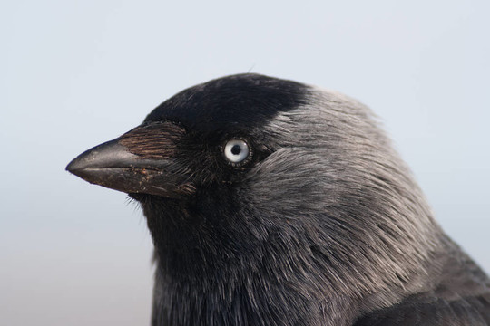 靠近一個(gè)western_jackdaw