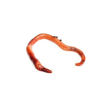 紅色的蠕蟲
