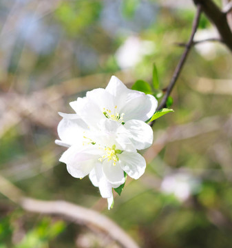 蘋果花