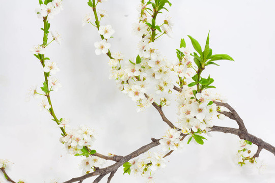 果樹花