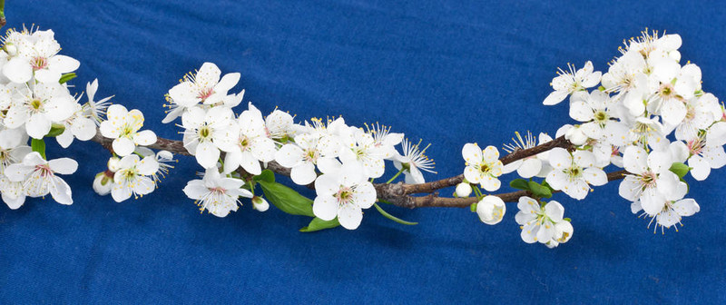 藍(lán)色背景上的果樹(shù)花