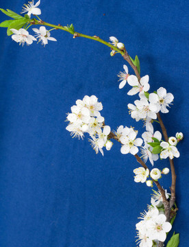 藍(lán)色背景上的果樹花