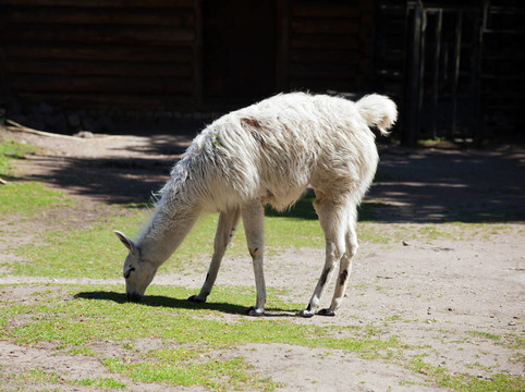 在城市動物園原駝