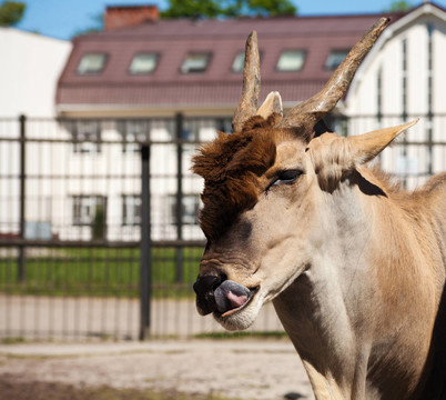 城市動物園里的羚羊