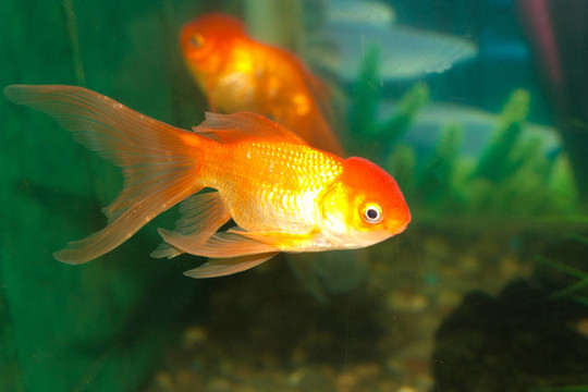 金獅頭金魚在魚缸