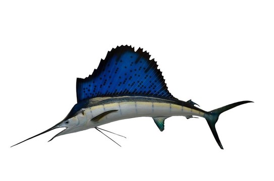旗魚山