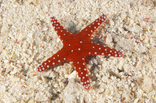 沙灘上的海星