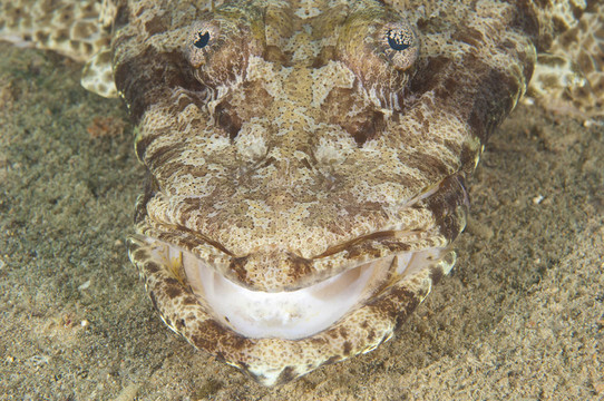 對crocodilefish頭部特寫