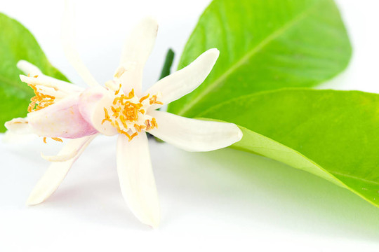 檸檬花