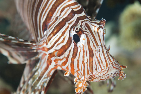特寫了紅海獅子魚