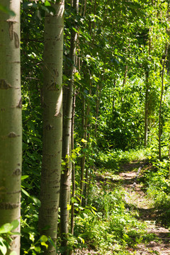 美麗的風(fēng)景在公園里