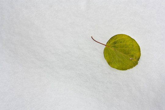 葉子在雪地上的性質(zhì)