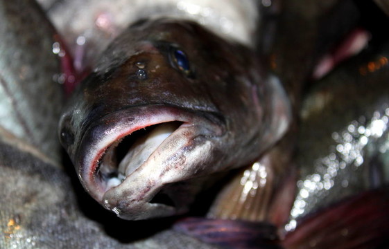 魚釣