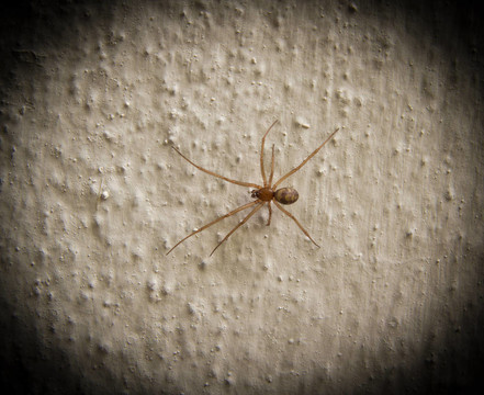 混凝土墙上的蜘蛛