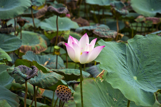蓮花