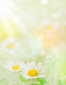 模糊的花朵