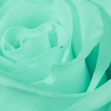 綠薔薇特寫