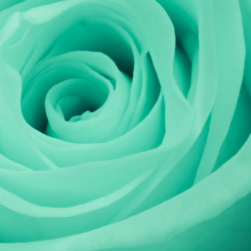 綠薔薇特寫