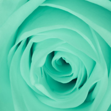 綠薔薇特寫