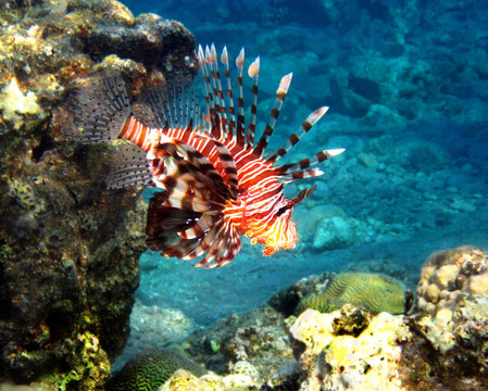 紅海之魚