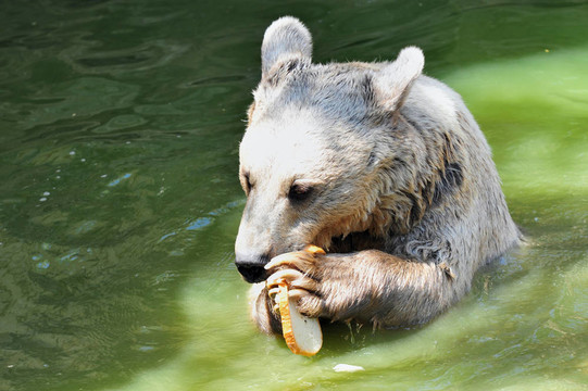 圣經(jīng)動物園
