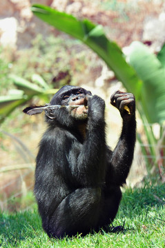 圣經(jīng)動物園