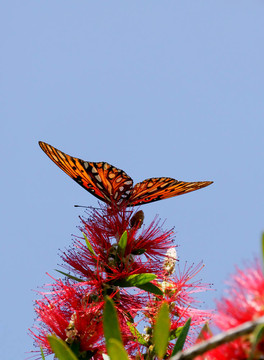 紅花蝴蝶
