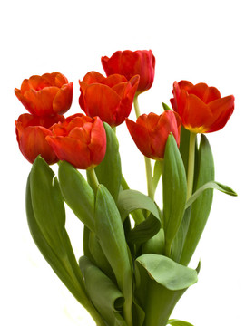 紅色郁金香花束